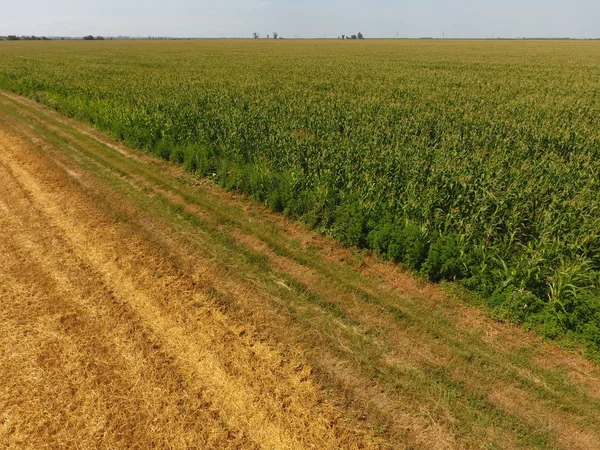 Mısır ve alanın eğimli buğday tarlası. Yeşil Mısır blooms sahada. Büyüme ve mısır koçanı olgunlaşma döneminde