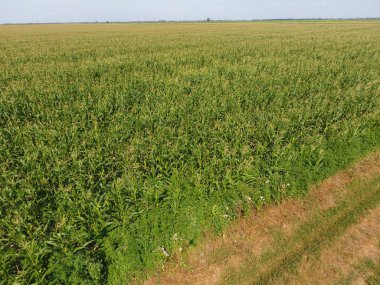 Mısır ve alanın eğimli buğday tarlası. Yeşil Mısır blooms sahada. Büyüme ve mısır koçanı olgunlaşma döneminde