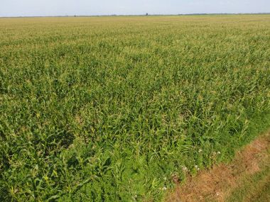 Mısır tarlası. Yeşil Mısır blooms sahada. Büyüme ve mısır koçanı olgunlaşma döneminde
