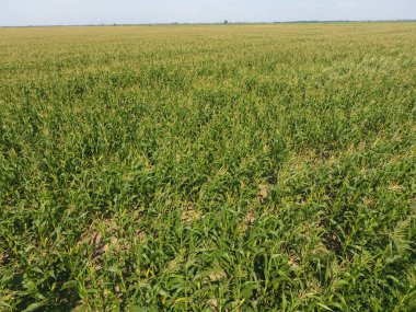 Mısır tarlası. Yeşil Mısır blooms sahada. Büyüme ve mısır koçanı olgunlaşma döneminde
