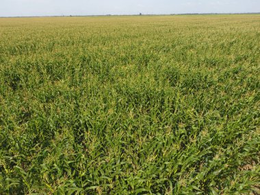 Mısır tarlası. Yeşil Mısır blooms sahada. Büyüme ve mısır koçanı olgunlaşma döneminde