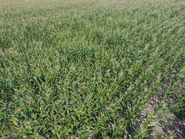 Mısır tarlası. Yeşil Mısır blooms sahada. Büyüme ve mısır koçanı olgunlaşma döneminde