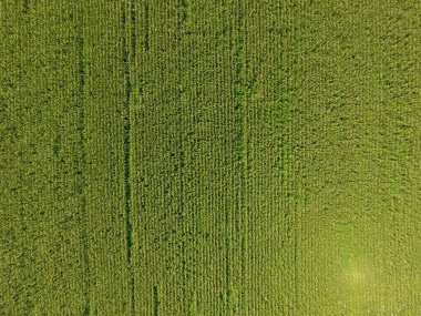 Mısır tarlası. Yeşil Mısır blooms sahada. Büyüme ve mısır koçanı olgunlaşma döneminde