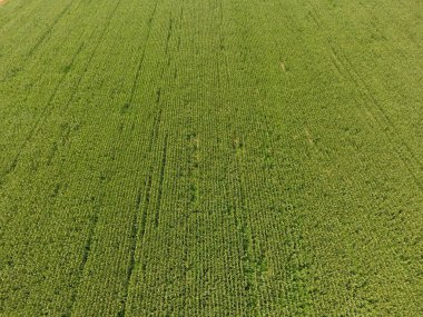 Mısır tarlası. Yeşil Mısır blooms sahada. Büyüme ve mısır koçanı olgunlaşma döneminde