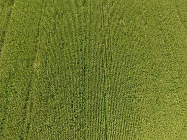 Mısır tarlası. Yeşil Mısır blooms sahada. Büyüme ve mısır koçanı olgunlaşma döneminde