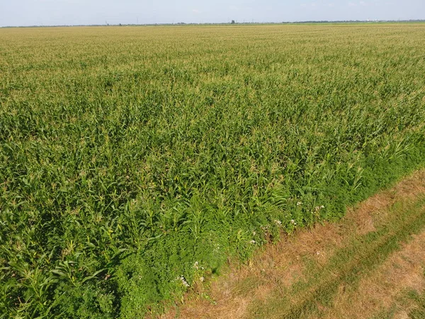 Mısır ve alanın eğimli buğday tarlası. Yeşil Mısır blooms sahada. Büyüme ve mısır koçanı olgunlaşma döneminde