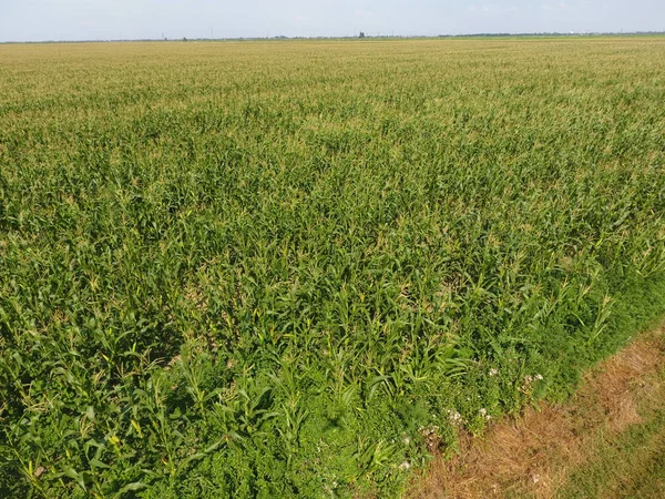 Mısır tarlası. Yeşil Mısır blooms sahada. Büyüme ve mısır koçanı olgunlaşma döneminde