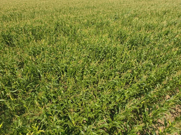 Mısır tarlası. Yeşil Mısır blooms sahada. Büyüme ve mısır koçanı olgunlaşma döneminde