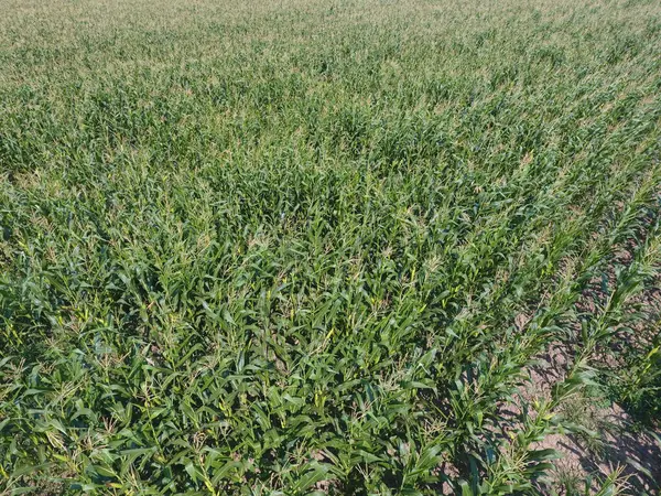 Mısır tarlası. Yeşil Mısır blooms sahada. Büyüme ve mısır koçanı olgunlaşma döneminde