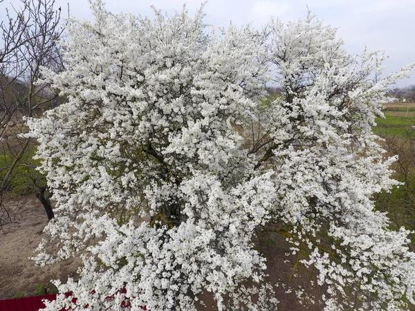 Blommande Cherry Plum Vita Blommor Plommonträd Grenarna Ett Träd Vårträdgård — Stockfoto