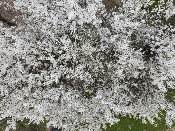 Blooming cherry plum. White flowers of plum trees on the branches of a tree. Spring garden