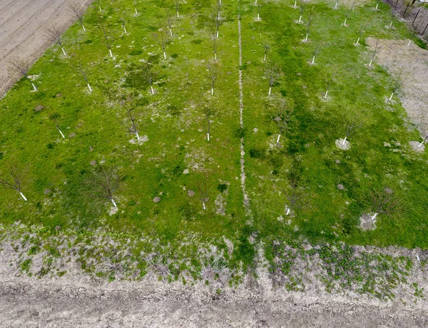 Geplande Cherry Orchard Jonge Bomen Van Zoete Kers Gazon Tuin — Stockfoto