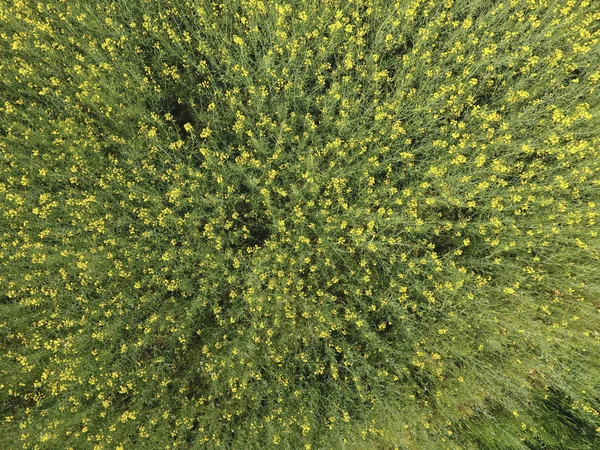 Champ de viol fleuri. Vue de dessus depuis le drone. Le viol, une plante syderatique aux fleurs jaunes. Champ avec sidérés — Photo