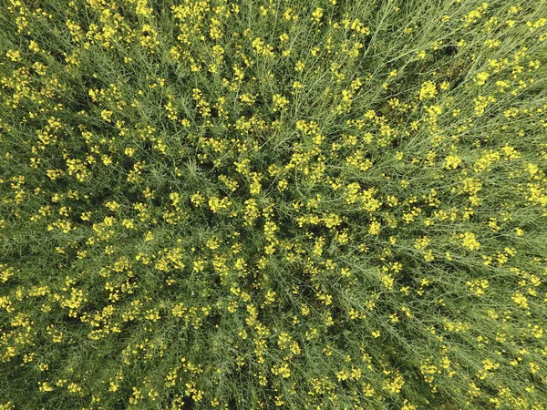 Campo de la violación floreciente. Vista superior desde el dron. Violación, una planta siderática con flores amarillas. Campo con sideratos —  Fotos de Stock