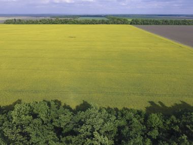 Rüzgar koruması için çiçekli tecavüz ve orman kayışları alanında. Tecavüz, Sarı çiçekli bir syderatic bitki. Alan siderates ile
