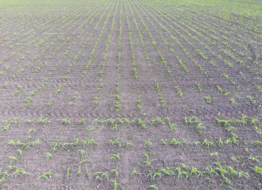 Genç mısır tarlası. Mısır alanında sürgünler. Yem Mısır Silaj için