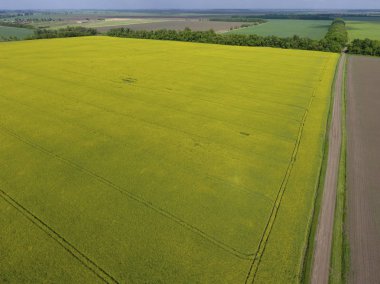 Alan çiçekli tecavüz. Tecavüz, Sarı çiçekli bir syderatic bitki. Alan siderates ile