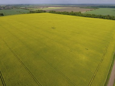 Alan çiçekli tecavüz. Tecavüz, Sarı çiçekli bir syderatic bitki. Alan siderates ile.