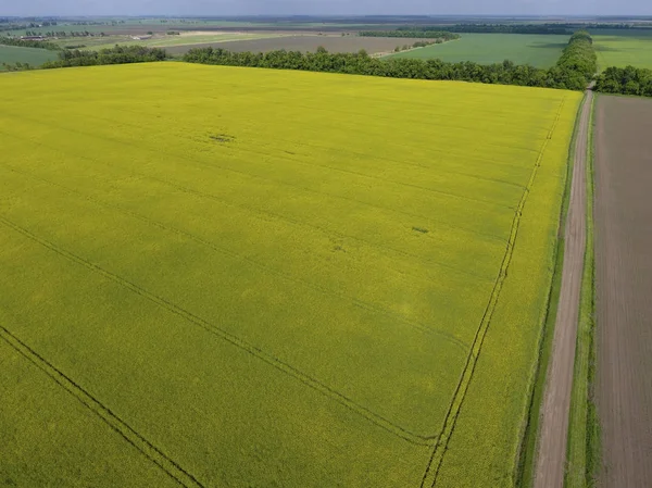 Alan çiçekli tecavüz. Tecavüz, Sarı çiçekli bir syderatic bitki. Alan siderates ile