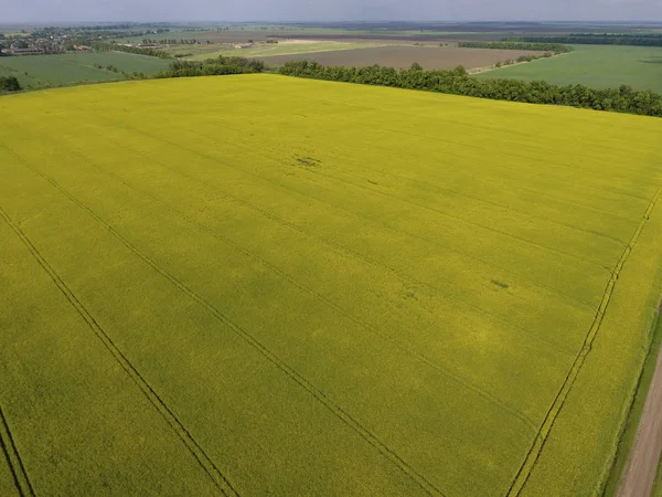Alan çiçekli tecavüz. Tecavüz, Sarı çiçekli bir syderatic bitki. Alan siderates ile.