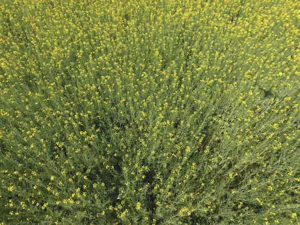 開花レイプのフィールド ドローンから平面図です 菜種と黄色い花を持つ Syderatic の植物 Siderates フィールド — ストック写真