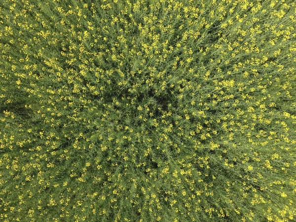 Field Flowering Rape Top View Drone Rape Syderatic Plant Yellow — Stock Photo, Image