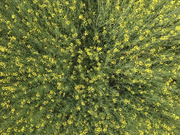 Pole Kvetoucí Řepky Pohled Shora Dron Znásilnění Syderatic Rostlina Žlutými — Stock fotografie