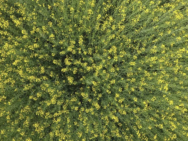 Pole Kvetoucí Řepky Pohled Shora Dron Znásilnění Syderatic Rostlina Žlutými — Stock fotografie