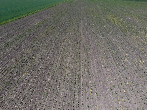 Seedlings of corn. Field of young corn. Shoots of corn on the field. Fodder corn for silage