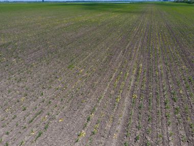 Fidan Mısır. Genç mısır tarlası. Mısır alanında sürgünler. Yem Mısır Silaj için