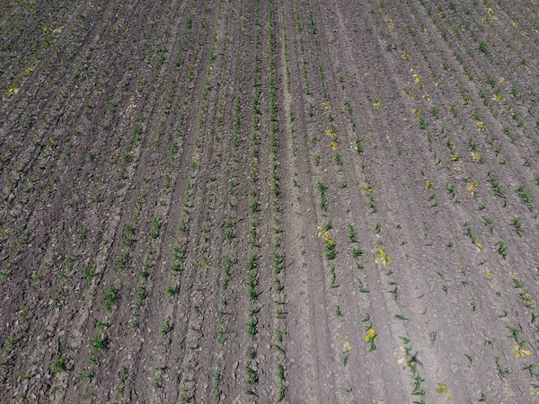 トウモロコシの苗 ヤングコーンのフィールド フィールドにトウモロコシの芽 サイレージの飼料トウモロコシ — ストック写真