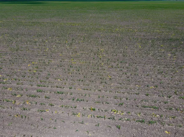 Piantine Mais Campo Mais Giovane Giri Mais Sul Campo Granturco — Foto Stock