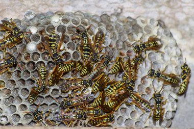 Yaban arıları polist. Vespiary