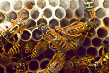 Yaban arıları polist. Vespiary