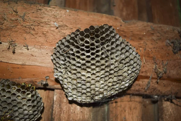 Wespen Polist Het Nest Van Een Familie Van Wespen Die — Stockfoto