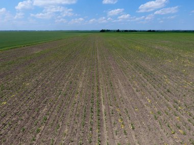 Fidan Mısır. Genç mısır tarlası. Mısır alanında sürgünler. Yem Mısır Silaj için