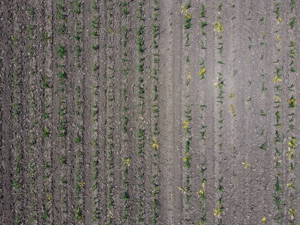 Semillas Maíz Campo Maíz Joven Brotes Maíz Campo Maíz Forrajero — Foto de Stock