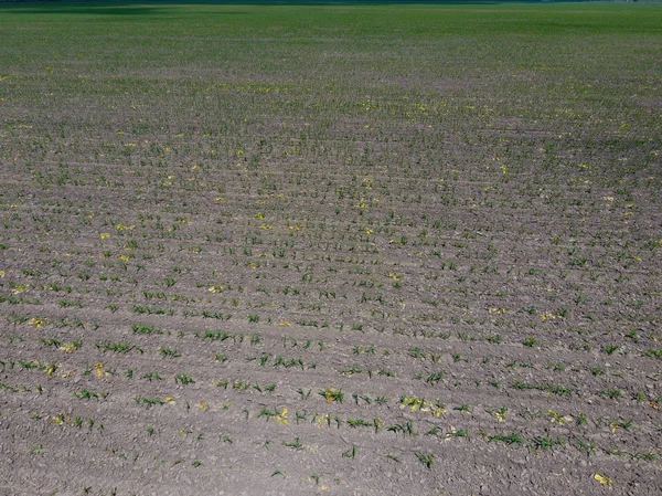 Piantine Mais Campo Mais Giovane Giri Mais Sul Campo Granturco — Foto Stock