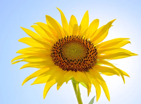 Girasol Flor Contra Cielo Azul Sol —  Fotos de Stock