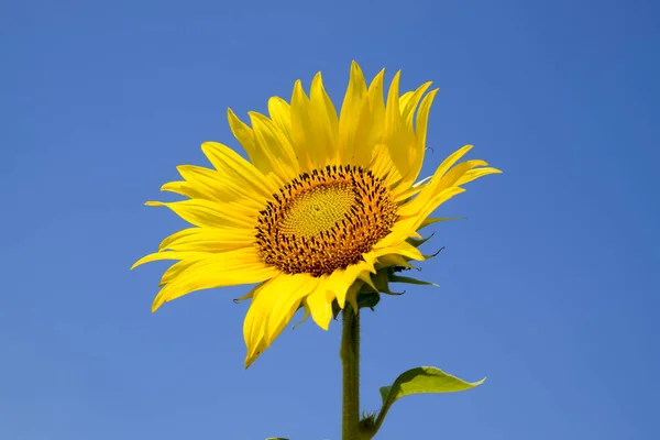 Un girasol en flor contra un cielo azul y el sol . —  Fotos de Stock