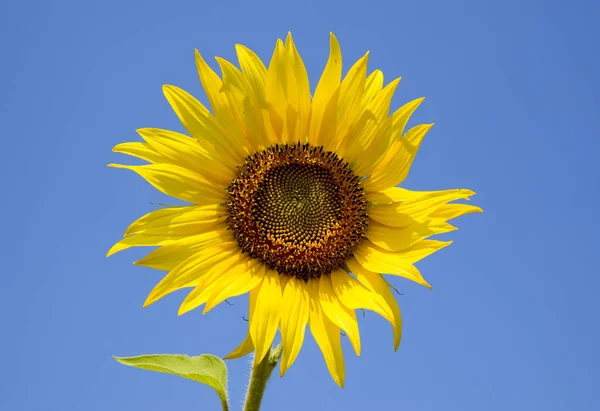 Girasol Flor Contra Cielo Azul Sol —  Fotos de Stock