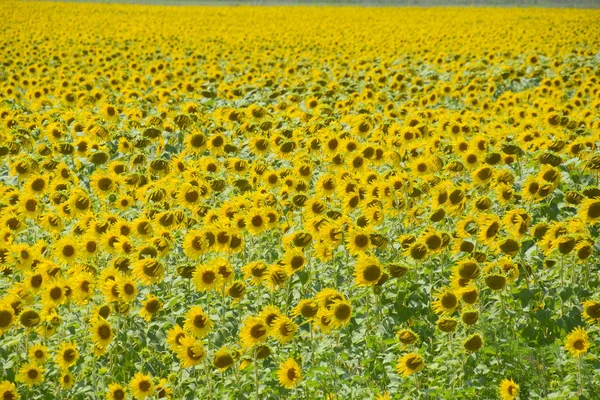 Flowering sunflowers in the field. Sunflower field on a sunny day. field of blooming sunflowers on a background sunset