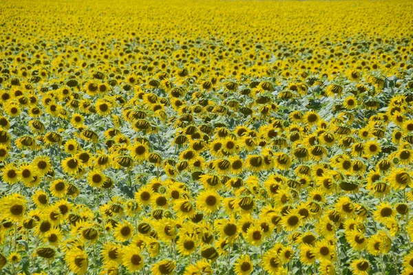 Flowering sunflowers in the field. Sunflower field on a sunny day. field of blooming sunflowers on a background sunset