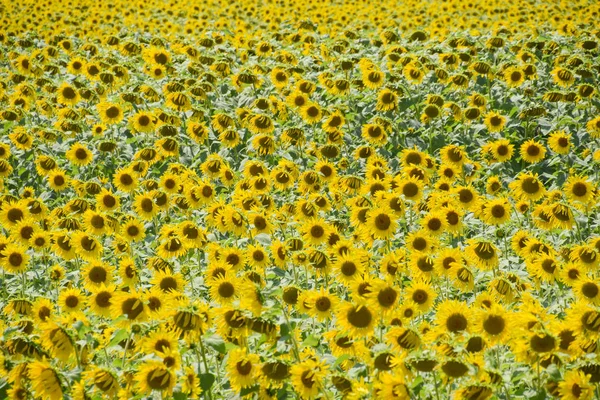 Flowering sunflowers in the field. Sunflower field on a sunny day. field of blooming sunflowers on a background sunset