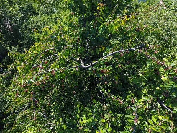 Ramas Cerezas Con Bayas Maduras Cereza Dulce Madura Árbol Maduración — Foto de Stock