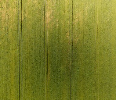 Buğday alan doku. Arka plan alanında genç yeşil buğday. Quadrocopter fotoğraf. Buğday alan hava fotoğrafı