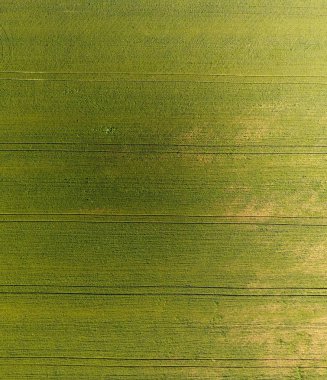 Buğday alan doku. Arka plan alanında genç yeşil buğday. Quadrocopter fotoğraf. Buğday alan hava fotoğrafı