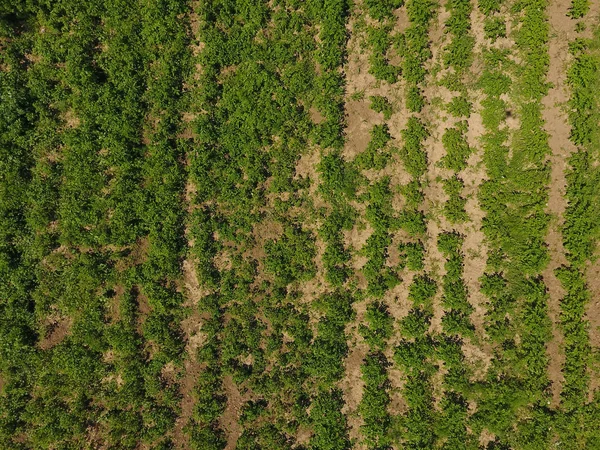 patates alan. Yukarıdan görüntüleyin. Satır patates yeşil kısımları