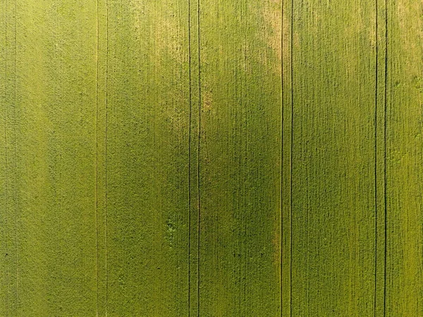 Buğday alan doku. Arka plan alanında genç yeşil buğday. Quadrocopter fotoğraf. Buğday alan hava fotoğrafı