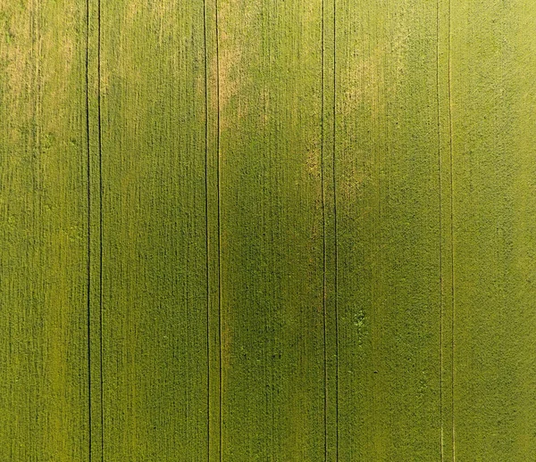 Buğday alan doku. Arka plan alanında genç yeşil buğday. Quadrocopter fotoğraf. Buğday alan hava fotoğrafı